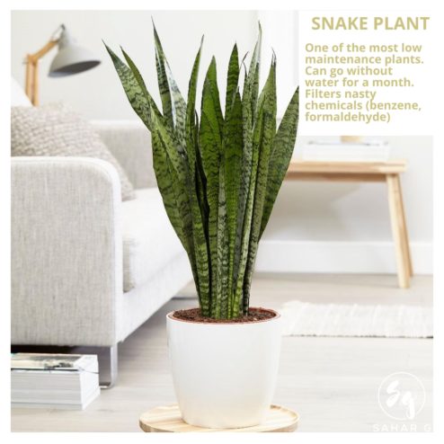7 Plants For Your Home | Healthy Interiors - Design & Lifestyle Blog